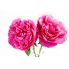 Damasko rožių hidrolatas 30 ml