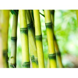 Bambuko parf. bazė (5 ml)