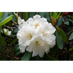 Rododendro eterinis aliejus (5 ml)
