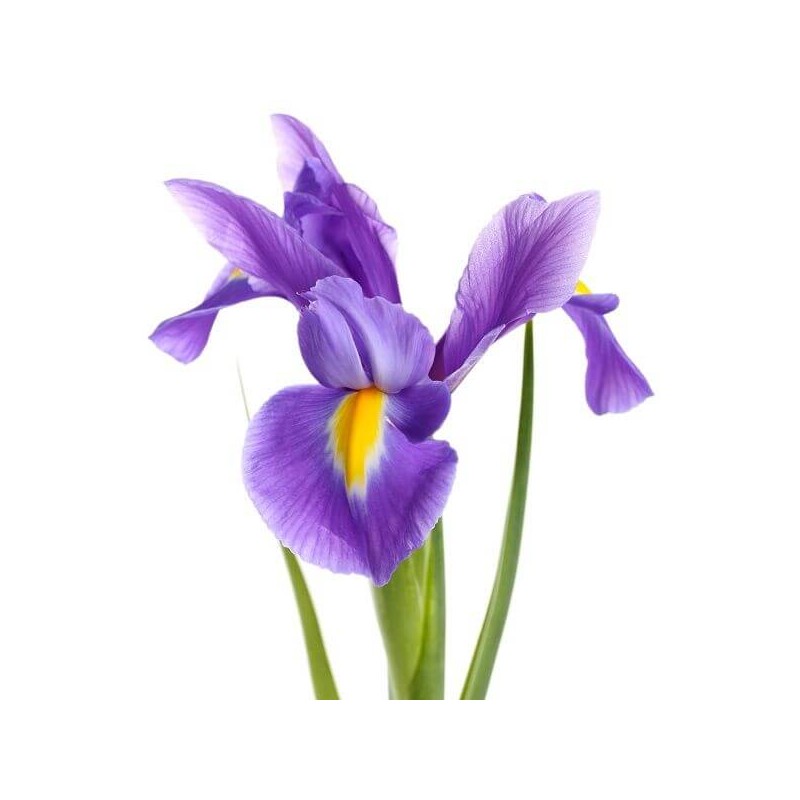 Irisų žiedų kvapnusis aliejus (10 ml)